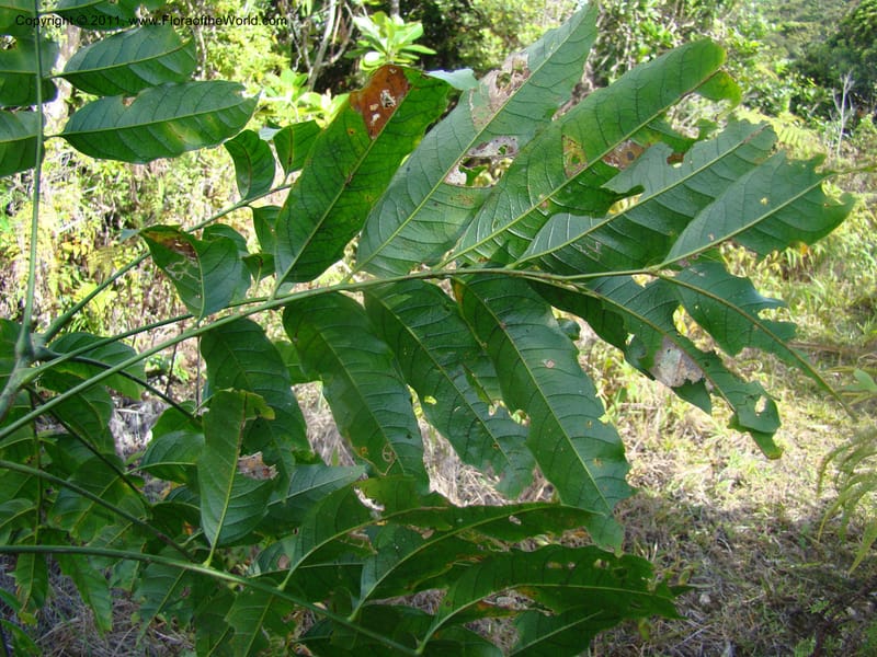 Cupaniopsis, Munzinger, J 4744--New Caledonia, Prov N, Mt. Mandjelia,  13 Nov 2007 229 (4).jpg