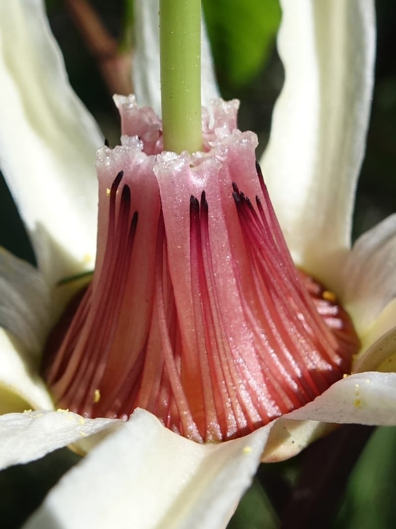 Passiflora aurantia, Davidson, C 13330--Australia. Qld. Jacob's Well. 16 Oct 2016. DSC02498 (91).JPG