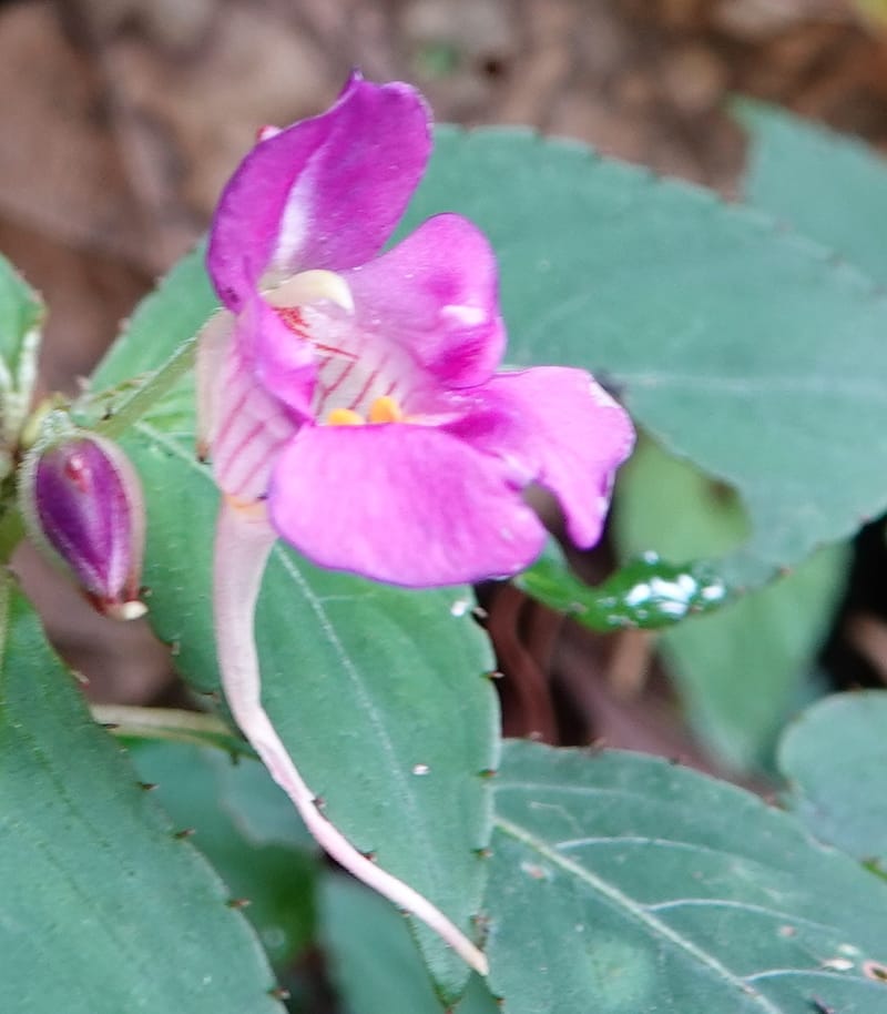 Impatiens bannaensis, D. Boufford 44157--China. Yunnan. Bu Long Shan. 6 May 2018. DSC02824 (279).JPG