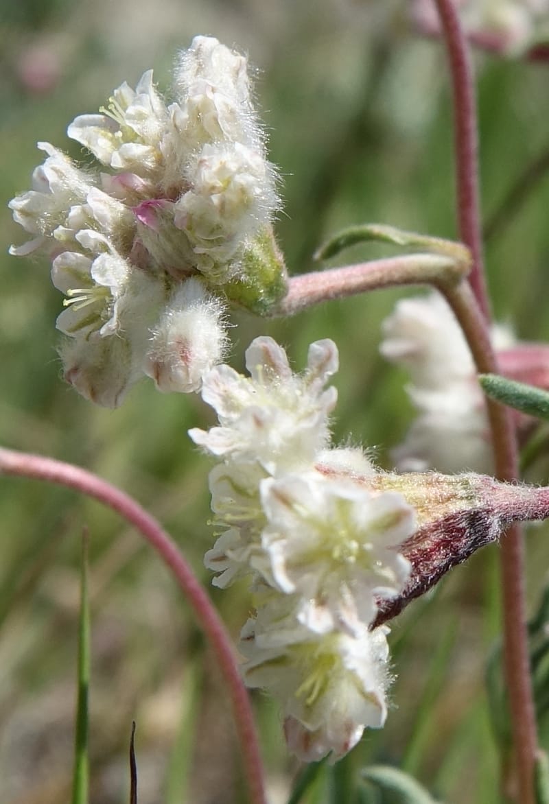 Eriogonum thymoides, C. Davidson 13549--ID. Blaine Co. Rock Creek Preserve. TNC. 13 May 2017. DSC00171 (169).JPG
