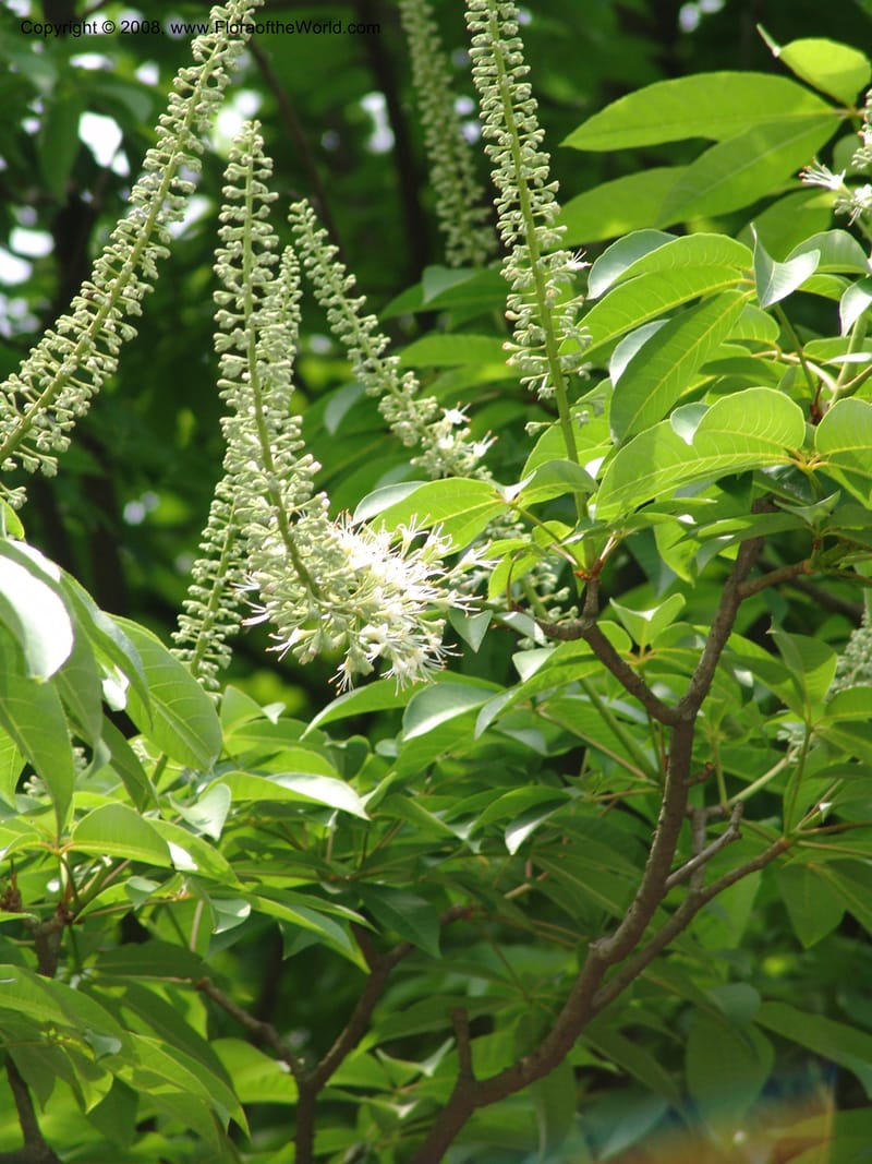 Aesculus wilsonii, 041380105--China. Hubei. Wuhan Botanical Garden. 24 Apr 07. 305.jpg