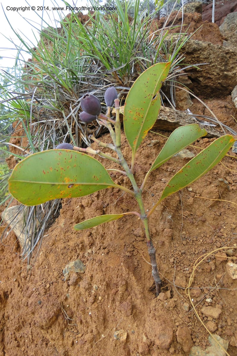 Syzygium kriegeri, J. Munzinger 6591--New Caledonia. Mine St. Louis Boulinda. 18 Feb 2011. 155 (5).jpg