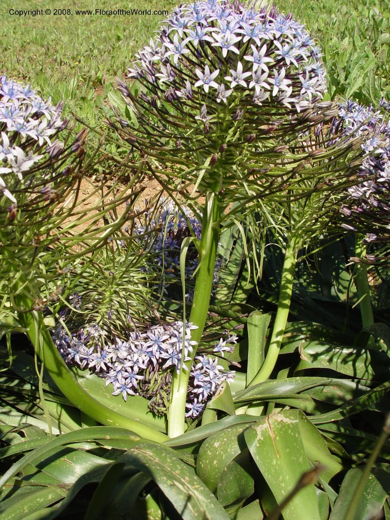 Scilla peruviana, 1999.1461--Spain. Barcelona Botanic Garden. 19 Apr 04. 041.jpg