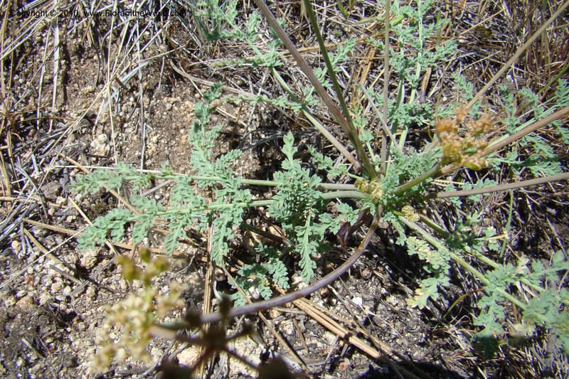Cymopterus glaucus, C. Davidson 11362--Idaho. Idaho Co. Salmon River. Polly Bemis Ranch. 27 May 2009. 238.jpg