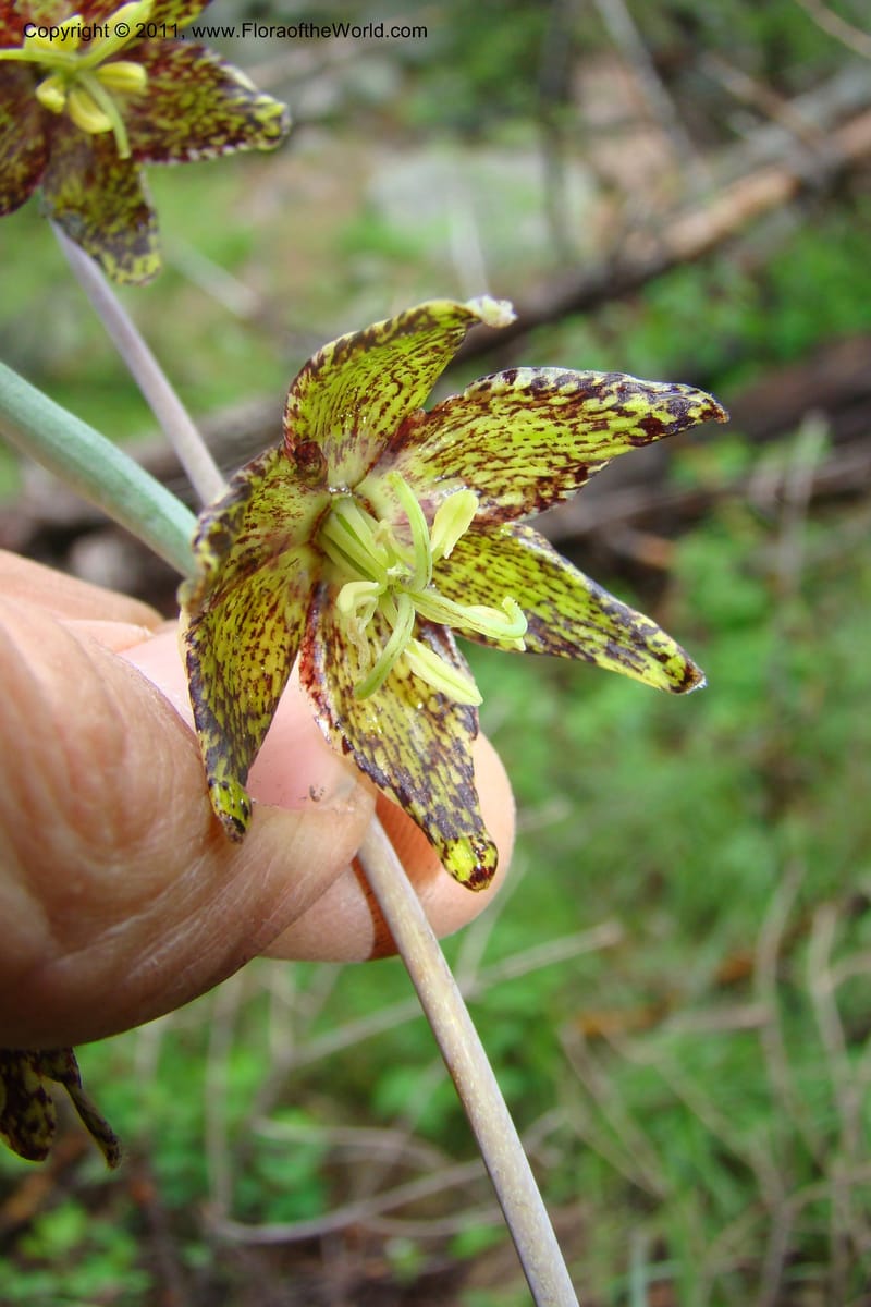 Fritillaria atropurpurea, C. Davidson 11437--Idaho. Valley Co. Payette Lake. Sylvan Beach. 7 June 2009. 045.jpg
