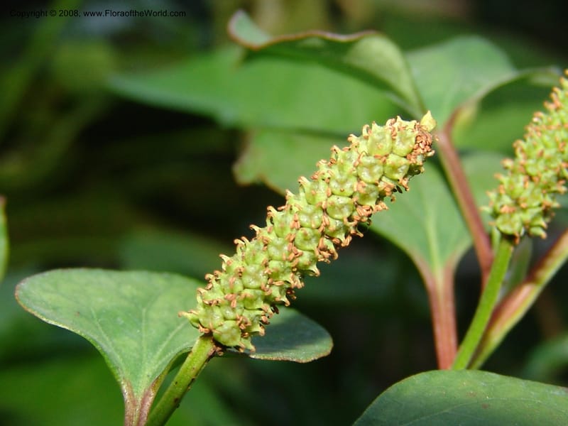 Houttuynia cordata--France. Paris. Jardin des Plantes. 4 Sep 07. 130.jpg