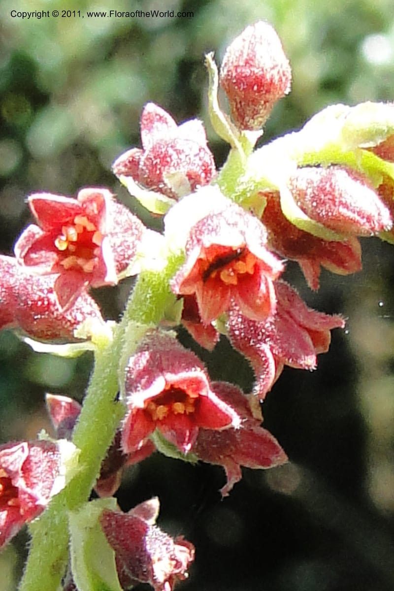 Ribes ecuadorense, Ulloa 2103--Ecuador. P. N. Sangay. 6 June 2011. 231 (4).jpg