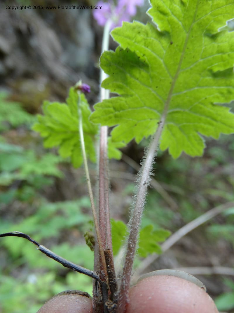 Primula polyneura, Boufford, D 43609--China. Sichuan. ShaShiDuo. 8 May 2014. DSC04232 (87).JPG
