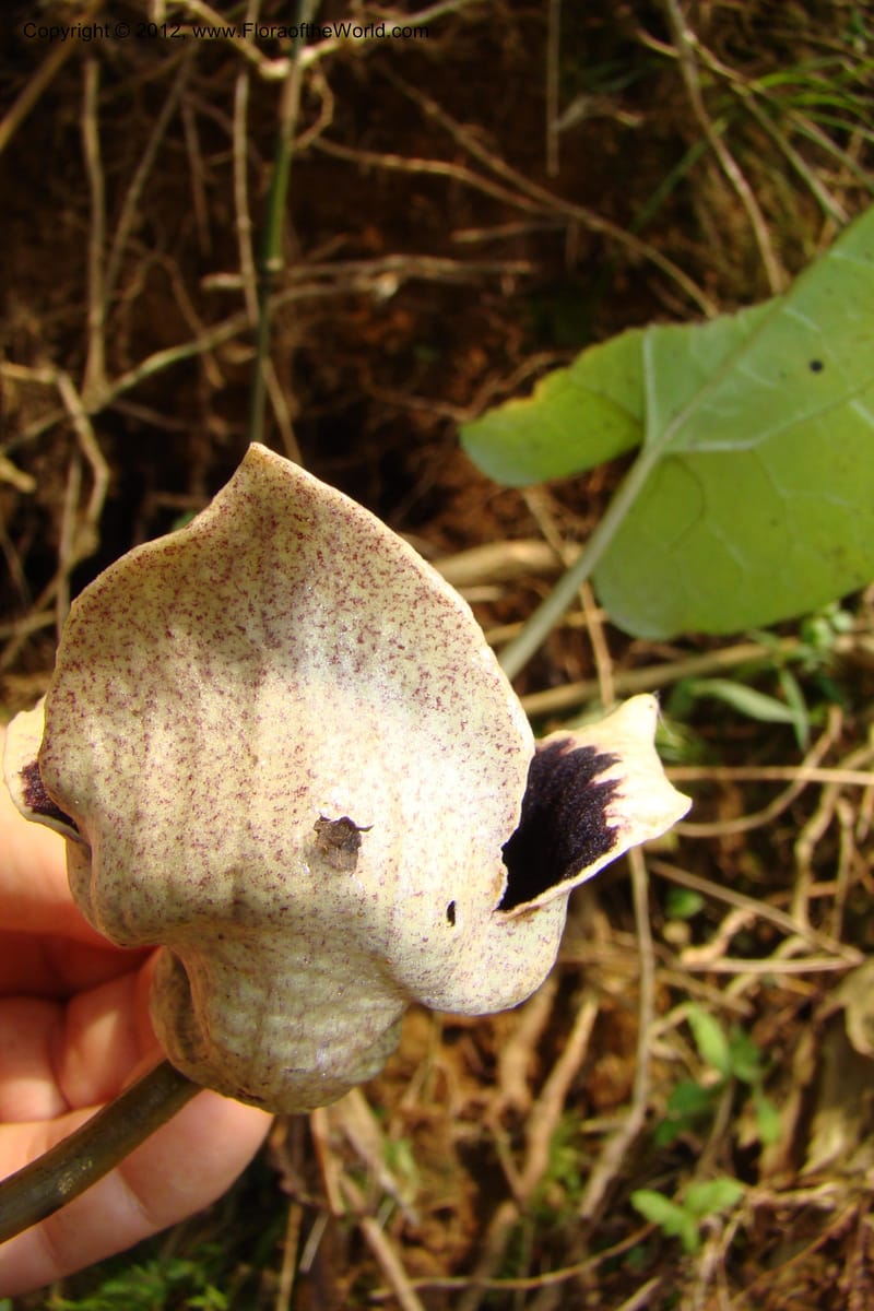 Asarum, Regalado 1670--Viet Nam.Hoang Lien Son. 7 Apr 09. 072 (38).jpg