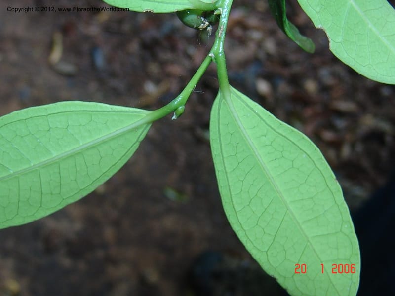 Celtis bifida, Not collected-Madagascar, Berenty, 21 Jan 2006  020 (8).jpg