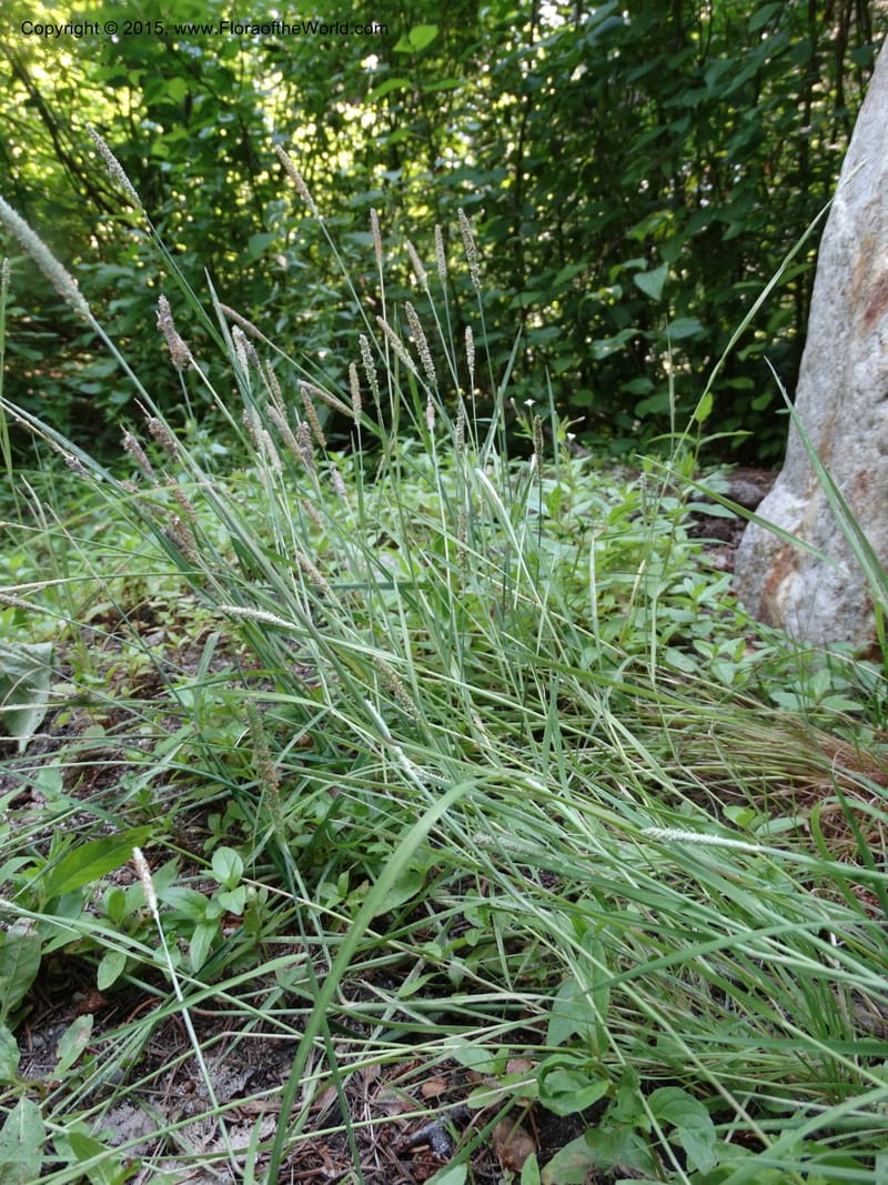 Alopecurus aequalis, Davidson, C 12610--Idaho. Valley Co. Payette Lake. Sylvan Cr. 20 Jul 2014. DSC00669 (102).JPG