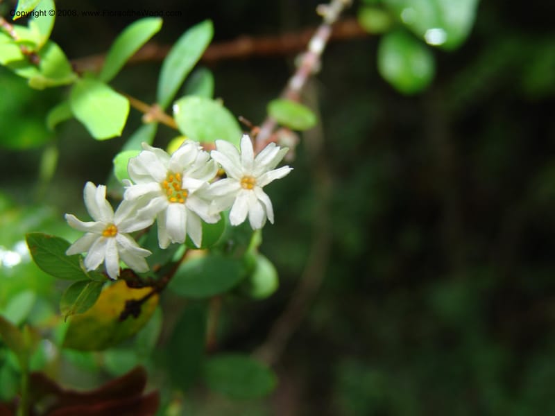 Englerodaphne  subcordata--So.Africa. E. Cape. Umtiza Nature Res.. 7 Mch 05. 048.jpg