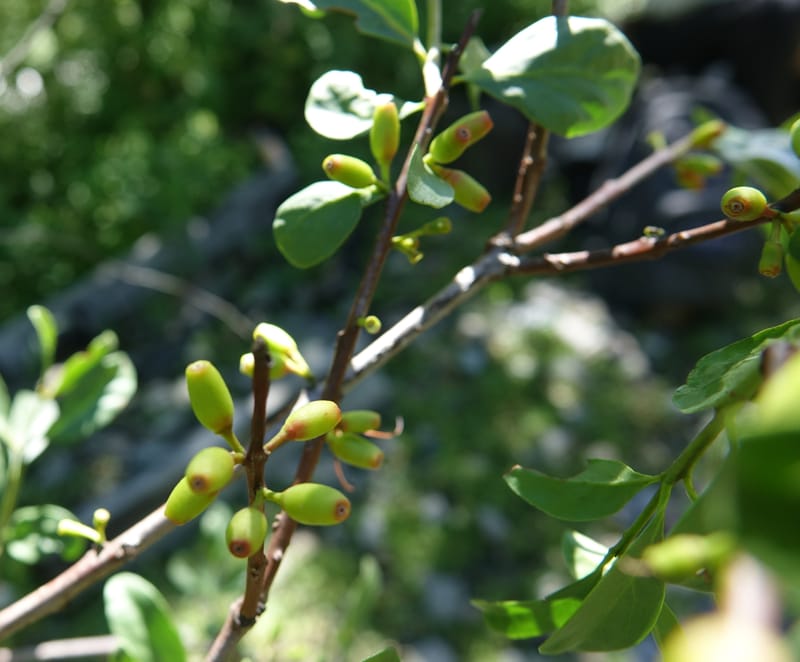 Taxillus delavayi var. delavayi, D. Boufford 43988--China. Sichuan. Yibailingba-gou. 12 Aug 2017. DSC04660 (553).JPG
