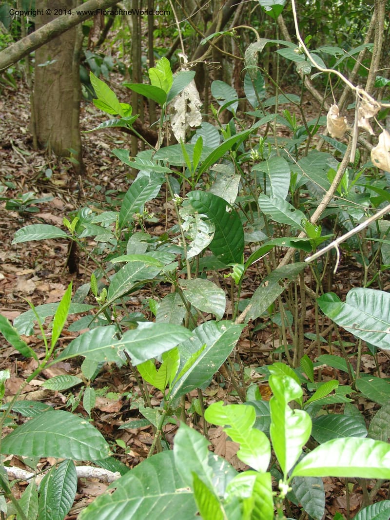 Tabernaemontana siphilitica, Farfan 698--Peru. Edo. Madre de Dios. ACEER Res. Ctr. Pan de Arbol Trail. 19 Oct 05. 147 (9).jpg