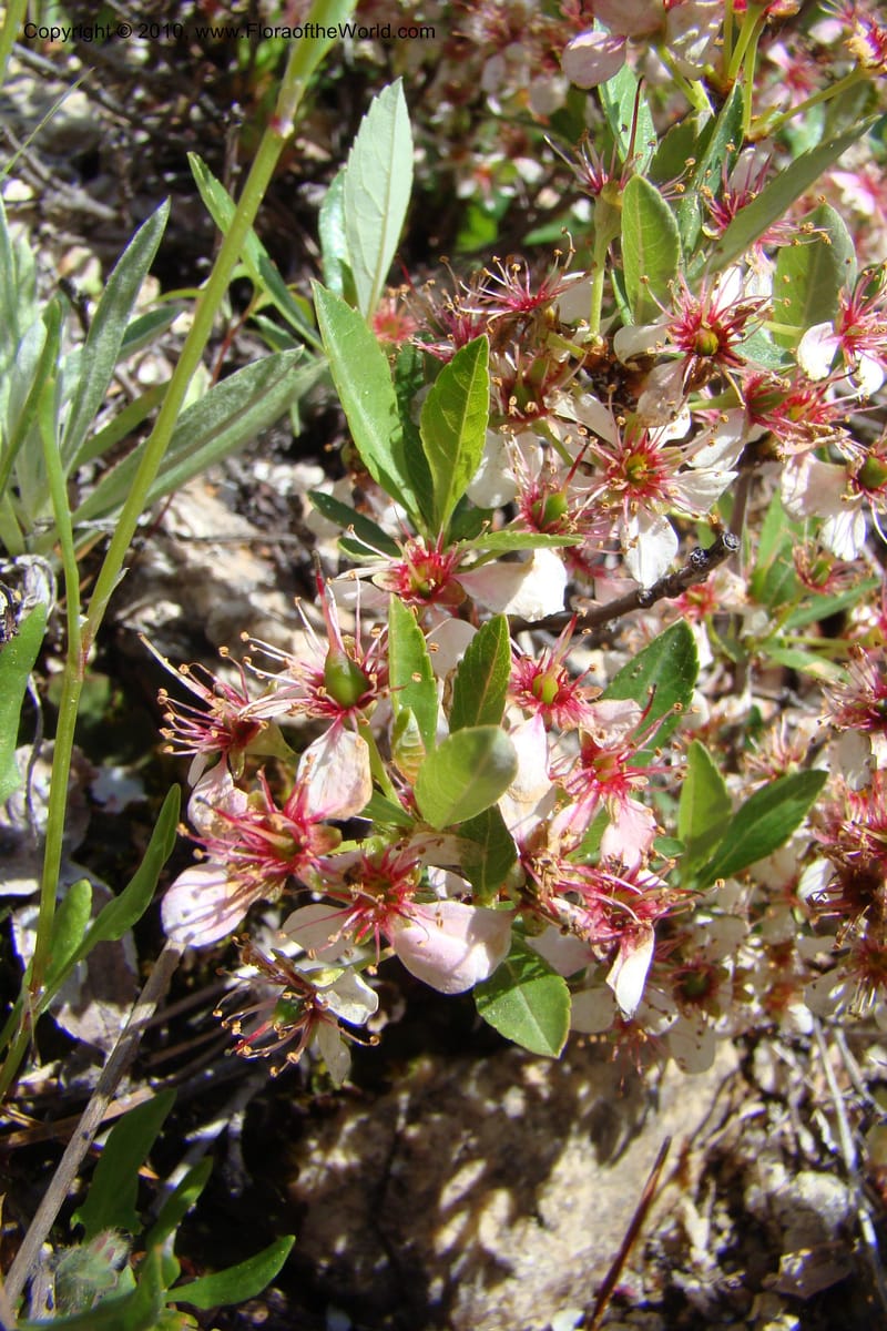 Prunus americanus, C. Davidson 11461--ID. Valley Co. Warm Lake. 16 June 2009. 047.jpg