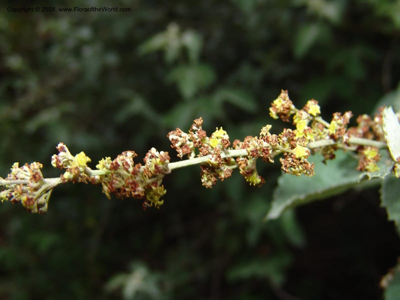 Rhus bartophylla--So.Africa. Lowveld Nat. Bot. Gard.  14 Mch 05. 338.jpg