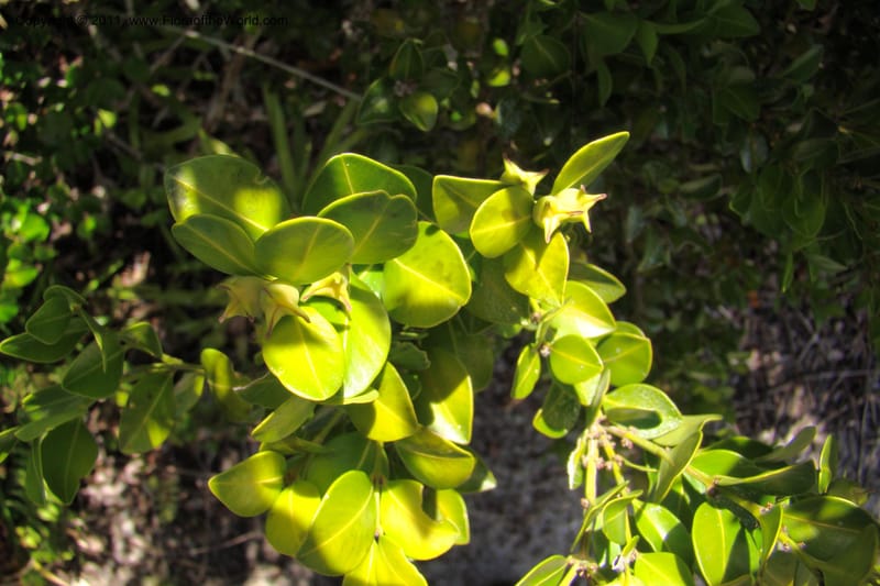 Buxus madagascarica, Razafindraibe 200--Madagascar. Prov. Fianarantsoa. RN 12. 14 Jan 09. 104 (5).jpg
