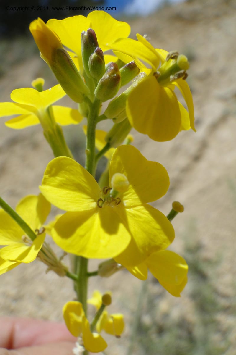 Erysimum capitatum, C. Davidson 11851--Oregon. Malheur Co. Leslie Gulch. 30 June 2011. 161 (8).jpg