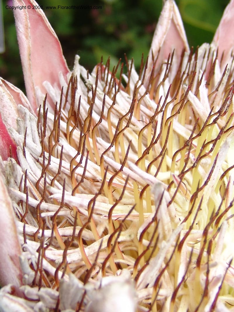Protea cynaroides--CA. San Francisco Arbor. 3 Jul 07. 196.jpg