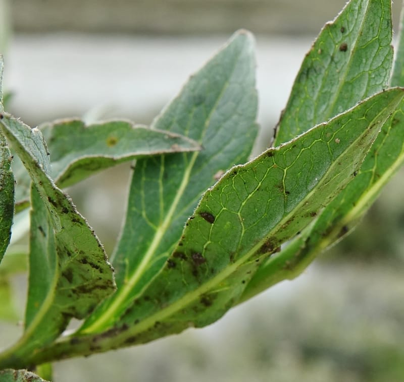Adenophora jasionifolia, D. Boufford 44018--China. Sichuan. Daocheng Xian. 14 Aug 2017. DSC05676 (164).JPG