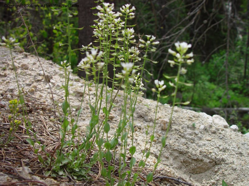 Thlaspi fendleri, CDavidson10992--ID. Idaho Co. Ca. 30 mi N of McCall. 12 Jun 03. 024.jpg