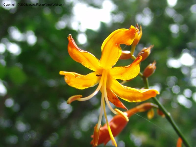 Crocosmia aurea--So.Africa. KZN. Midl. Meand. Granny Mouse. 13 Mch 05. 100.jpg