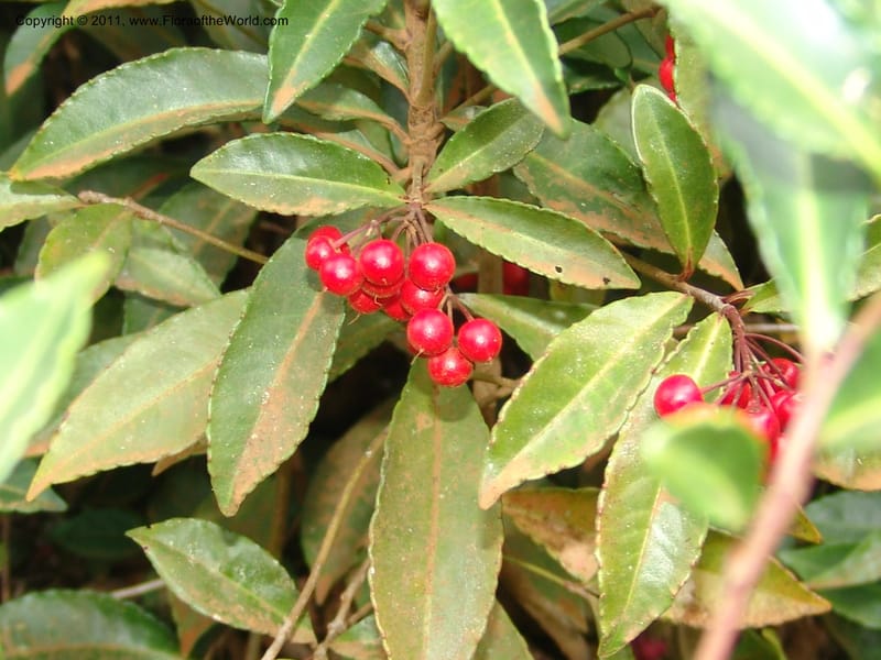 Ardisia, ROR1572--Madag. Parc Nat. Montagne d'Ambre. 10 Nov 06. 012.jpg