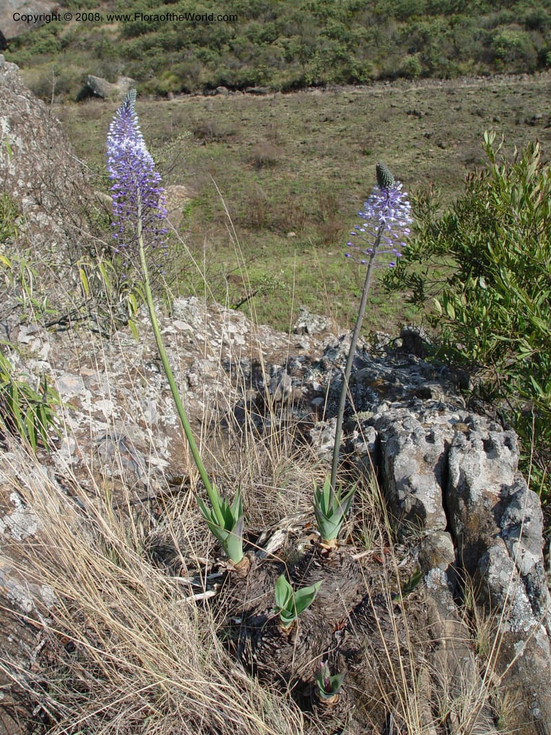 Scilla natalensis [Merwilla plumbea]--So. Africa. Drakensberg Mts. Giant's Castle. 4 Oct 03. 006.jpg