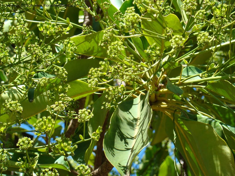 Myodocarpus involucratus, PLowry6878--N.Caled. Dumbea Dam in Dumbea Riv, S of Noumea. 11 Nov 07. 015.jpg