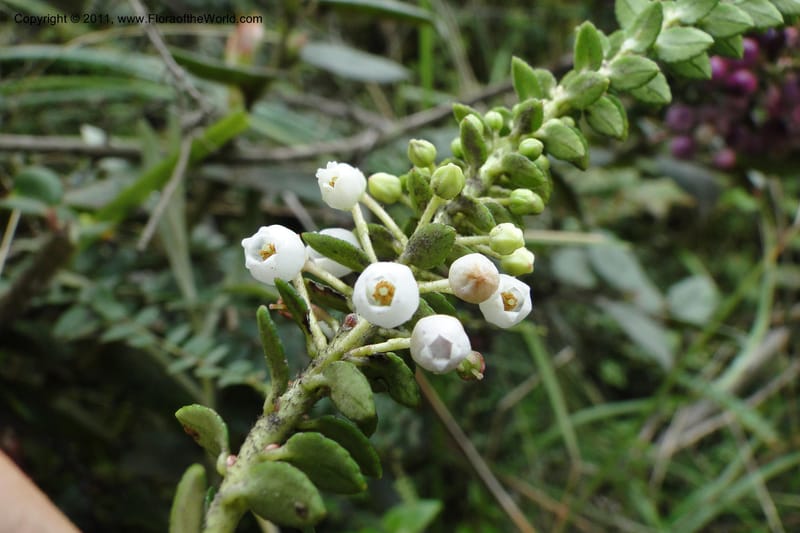 Pernettya prostrata, Ulloa 1981--Ecuador. Napo. Papallacta to Baeza. 1 Jun 2011. 122 (12).jpg