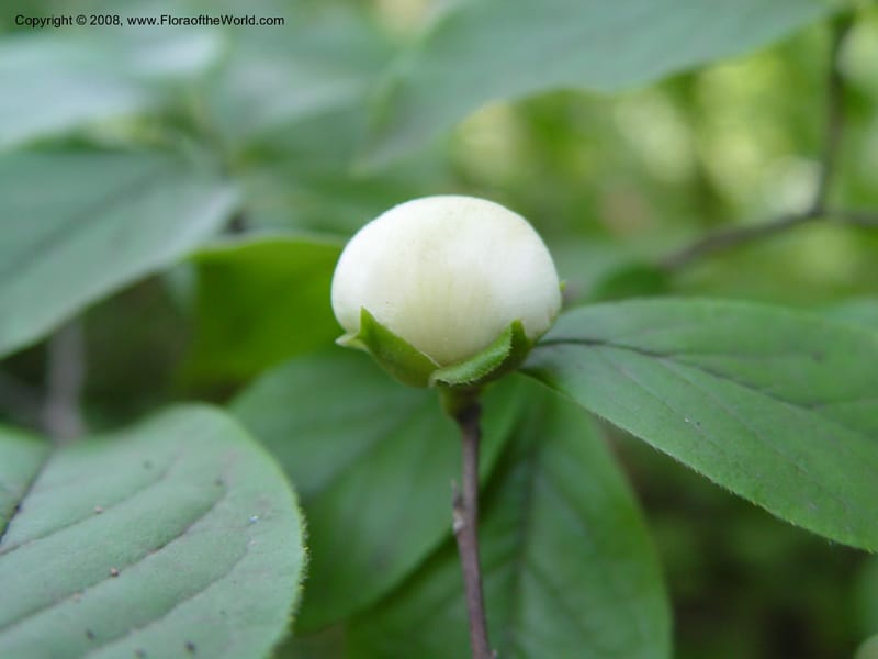 Stewartia malacodendron--DE. Mt. Cuba Center. 24 Jun 03. 060.jpg
