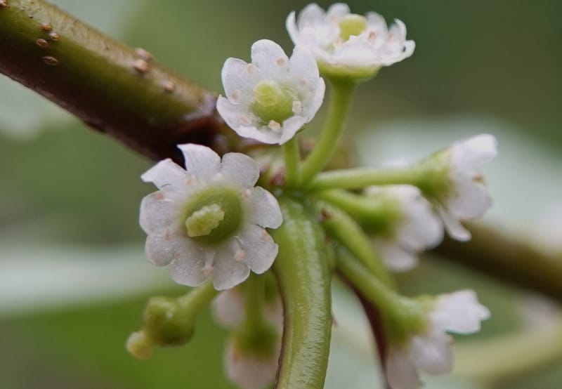 Ilex polyneura, D. Boufford 44125--China. Yunnan. Da Wei Shan. 2 May 2018. DSC01093 (321).JPG