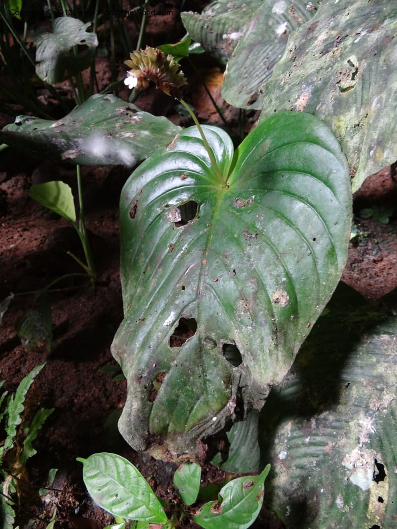 Monophyllaea horsfieldii, S.98860--Sarawak. Fairy Cave. 27 Mar 2012. DSC05628 (1).JPG