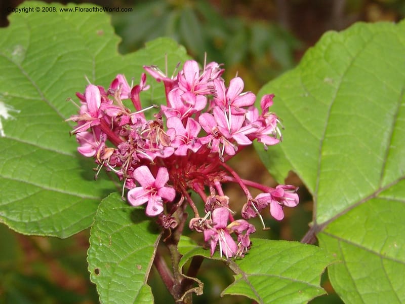 Clerodendrum bungei, 2003.0572--CA. UC Berkeley Bot. Garden. 8 Dec 06. 199.jpg