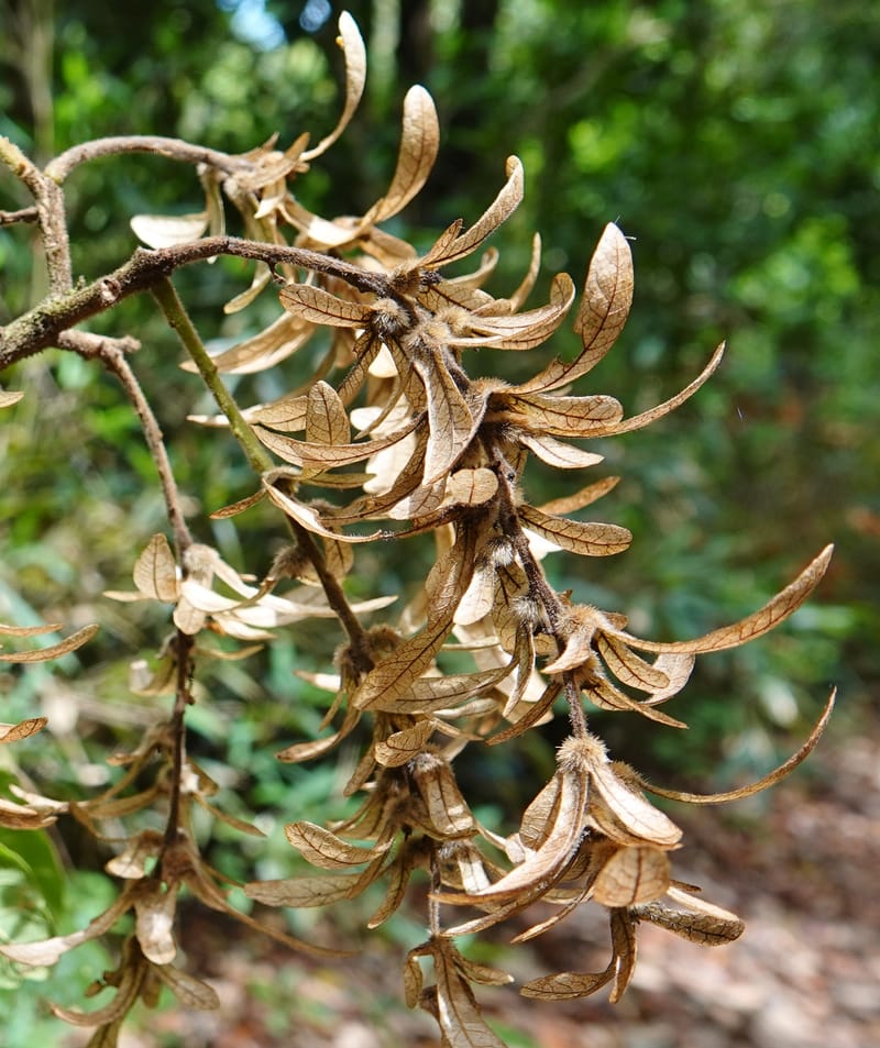 Engelhardia serrata, D. Boufford 44146--China. Yunnan. Along G213. 4 May 2018. DSC02084 (94).JPG