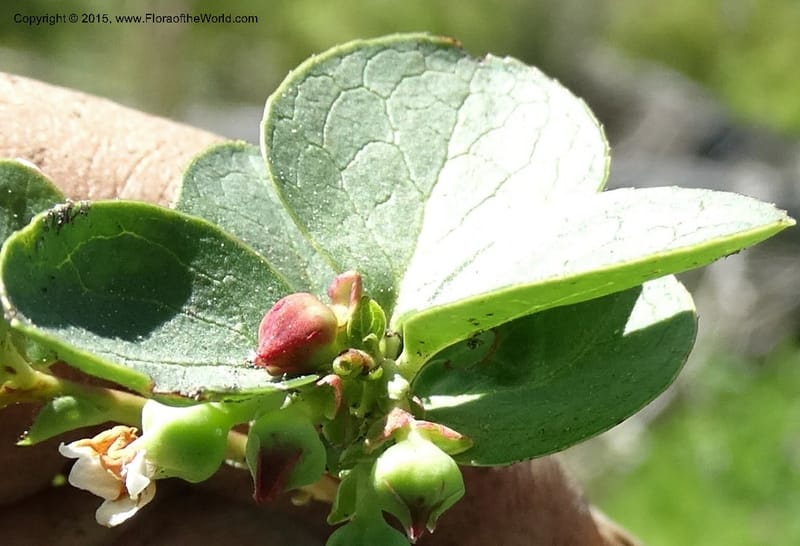 Gaultheria humifusa, Davidson, C 12546--ID. Valley Co. Cloochman Saddle Rd. 1 Jul 2014. DSC09181 (68).JPG