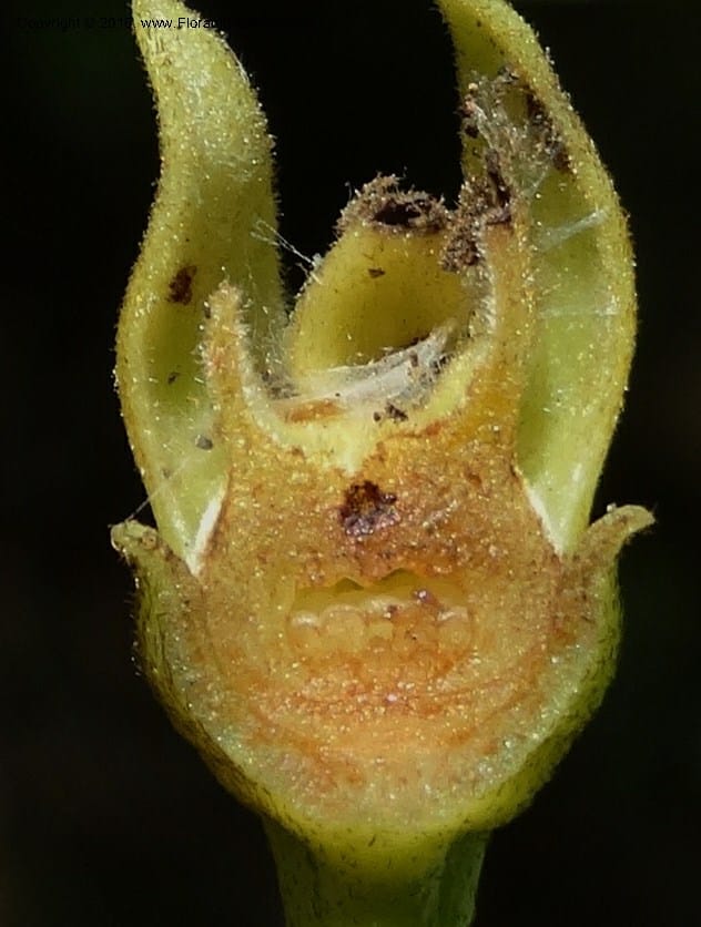 Artabotrys, Davidson, C 12924--Sabah. Kinabalu Nat. Park. Bundu Tuhan View Trail. 28 Mar 2015. DSC00951 (244).JPG