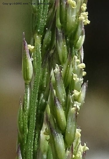 Sporobolus, Davidson, C 12579--Idaho. Valley Co. Lick Cr. Summit. 14 Jul 2014.  (119).JPG