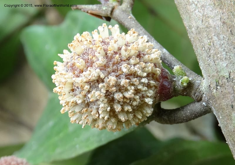 Treculia obovoidea, Davidson, C 12341--Cameroon. Mokoko For. Res. 20 Mar 2014. DSC02622 (252).JPG