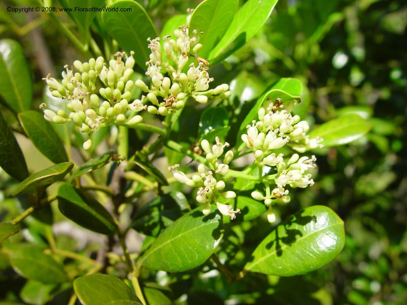 Zanthoxylum coriaceum--FL. Fairchild Tropical Gard. 7 Apr 03. 355.jpg