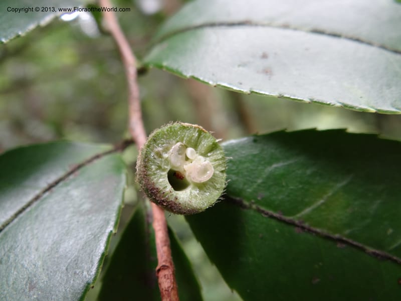 Camellia oleifera, Davidson, C 11952--China. Zhejiang Priv. Tian Mu Shan. 31 May 2012. DSC00927 (72).JPG