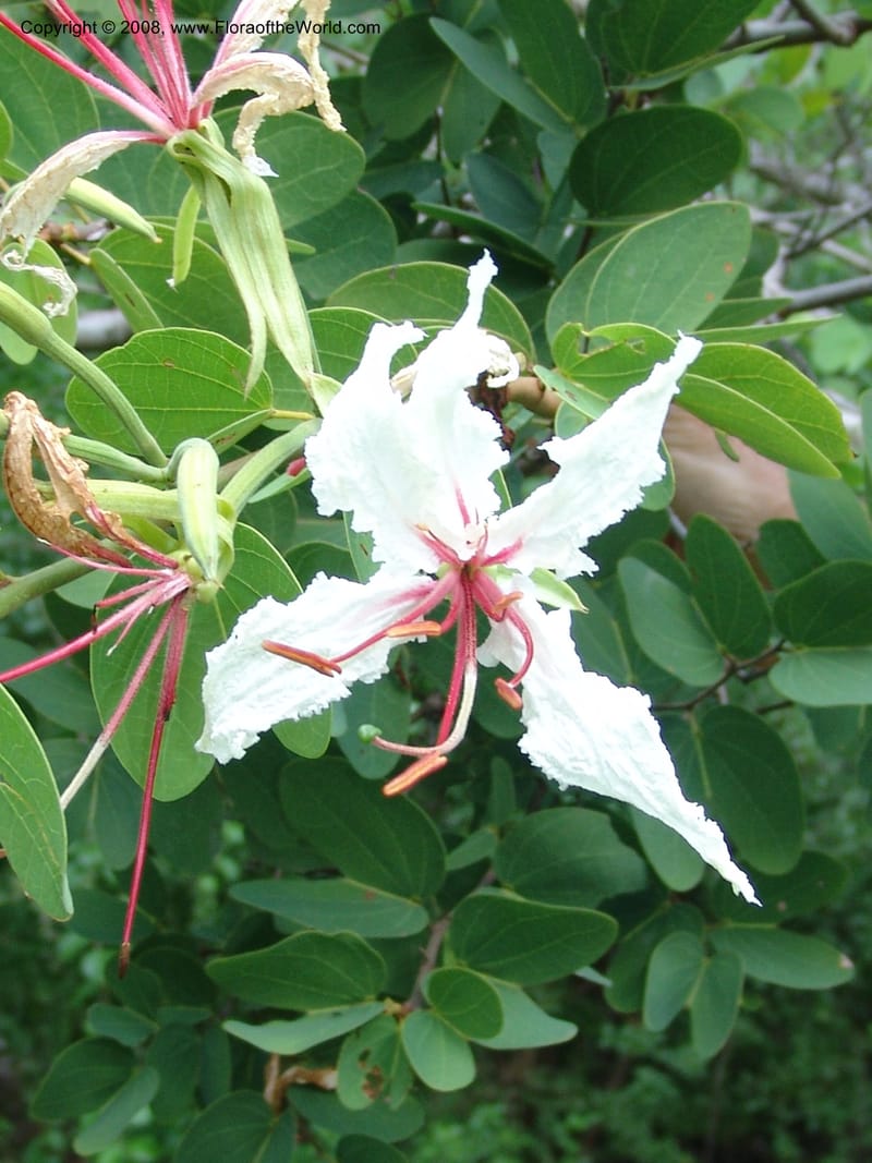 Bauhinia petersiana ssp macrantha--So. Africa. Lowveld Nat. Bot. Gard. 14 Mch 05. 137.jpg