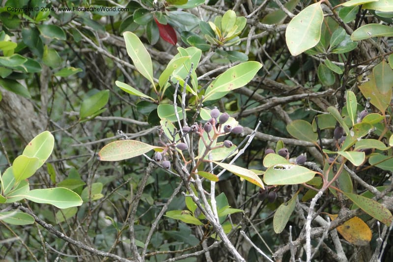 Syzygium kriegeri, J. Munzinger 6591--New Caledonia. Mine St. Louis Boulinda. 18 Feb 2011. 155 (12).jpg