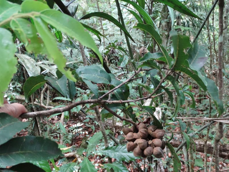 Alectryon hirsutus, Munzinger, J 7420--New Caledonia. Foret du Koghi. 13 Fri 2015. DSC02196 (156).JPG