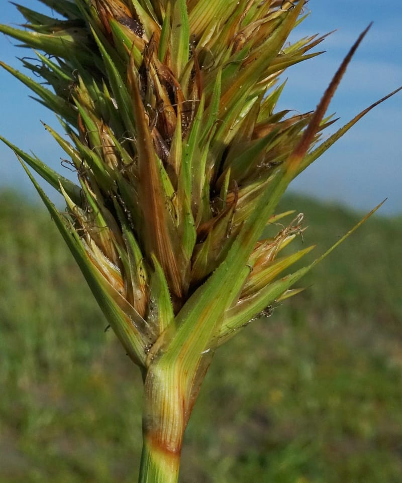 Carex macrocephala var. kobomugi--Japan. Hokkaido. Toyotomi-cho. 4 Aug 2016. DSC01106 (35).JPG