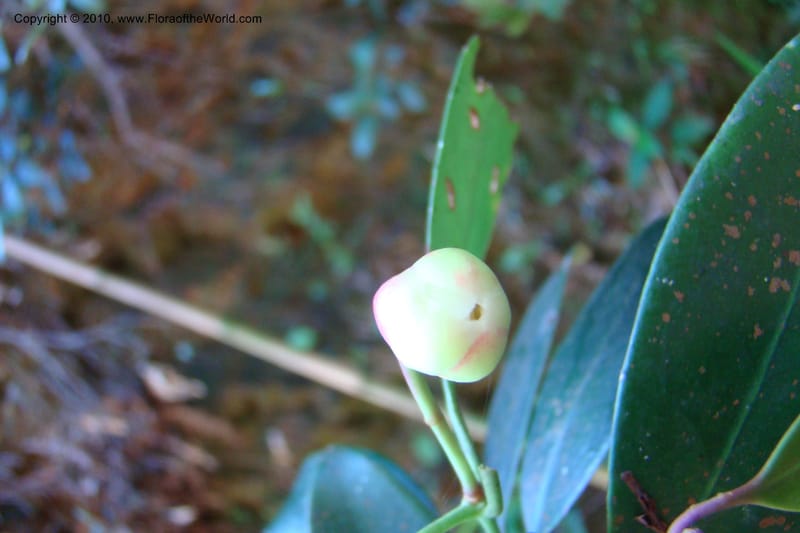 Illicium, Regalado 1743--Viet Nam. Thua Thien Hue Prov. Phu Loc Distr. Bach Ma. 13Apr 09. 270.jpg