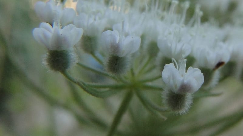Pimpinella, BE.11.1--Iraq. Kurdistan. Shakh-i Pira Magrun. Zewiya. 14 June 2010. 306 (9).jpg
