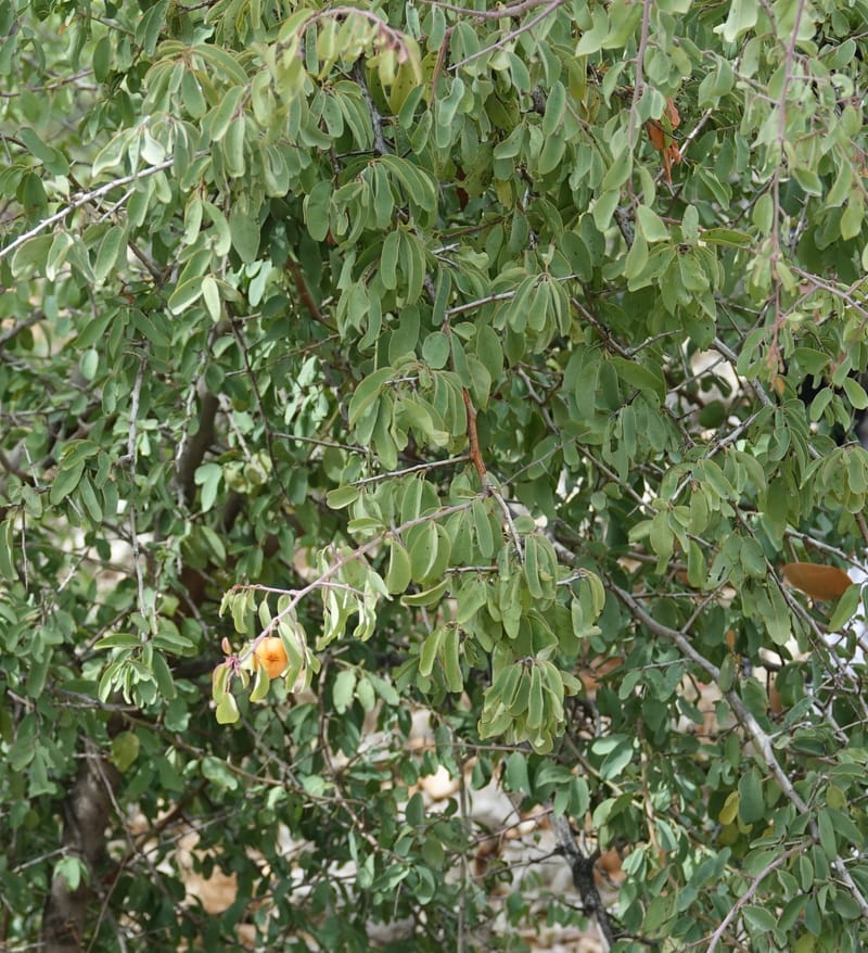 Ximenia americana, Nanyeni 1210--Namibia. C43 S of Opuwo. Odom 76. 21 Mar 2018. DSC02429 (92).JPG