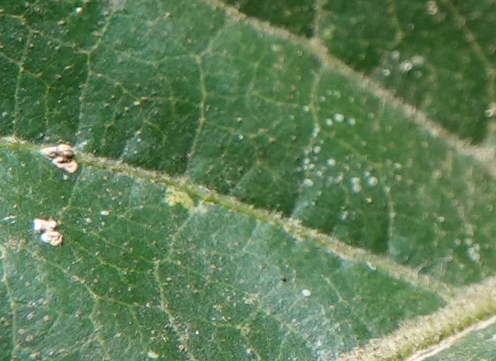 Aporosa dioica, D. Boufford 44137--China. Yunnan. Along G213. 4 May 2018. DSC02084 (36).JPG