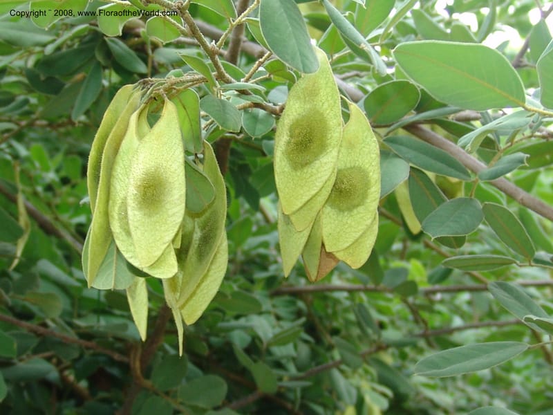 Dalbergia martinii--So. Africa. Lowveld Nat. Bot. Garden. 14 Mch 05. 219.jpg